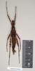 CollectionObject 1560946; NHMUK(SF IMPORT DUPLICATE) 844818, cfaf030c-94f6-4d87-be49-5da183b1d86d: copyright Natural History Museum, London. female (holotype). (CollectionObject).