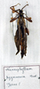 CollectionObject 1559966; b04e22c1-5ec1-4e3d-992c-ed7812be5677: copyright MSNG. male (holotype). (CollectionObject).