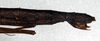 CollectionObject 1560157; NMW 203, 8405eff0-6b47-479a-92d0-7703877be8f0: copyright NMW, Vienna. female: end of abdomen, lateral view (holotype). (CollectionObject).