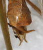 CollectionObject 1552394; b9494f75-fbd8-4511-a832-d47514087b42: male abdomen tip, dorsal view. (CollectionObject).