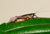 CollectionObject 2286738; 52a4a7fc-32e4-4f85-bf2e-b8d5572e8c76: female. (CollectionObject).