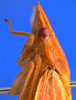 Head on Coelogypona venosella DeLong & Freytag, 1966: Male [DZRJ]: head, pronotum and mesonotum, lateral view. (Observation).