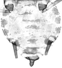 Abdomen, sternal apodemes, ventral view.: (Observation).