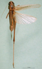 female, dorsal view (syntype). Depicts CollectionObject 1500529; 031c86f0-42a6-4383-bff3-23006629d717, a CollectionObject.