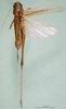 CollectionObject 1500529; 031c86f0-42a6-4383-bff3-23006629d717: female, dorsal view (syntype). (CollectionObject).