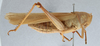 CollectionObject 2775427; d56600d1-9708-417e-9680-3b4779e28d60, CNCI 981680: Schistocerca shoshone. Lateral view. (CollectionObject).