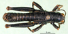 CollectionObject 1594860; 125f0e88-0727-4aad-8b98-264b15dabe78: male, dorsal view (paratype). (CollectionObject).