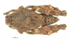 CollectionObject 1567179; 1a2b101a-369f-45a7-98cc-edadd20e9a7d: female, dorsal view (holotype). (CollectionObject).