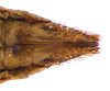 Other: !! display not done !! on Acuera (Acuera) adspersa (Stål, 1854): Female specimen [DZUP]: distal portion of abdomen, ventral view. (Observation).