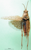 CollectionObject 1501080; d72582d4-259e-4409-9a69-58e1d00a1b81: type 1602. female, dorsal view (holotype of Descampsacris klugi). (CollectionObject).