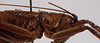 CollectionObject 1534558; c9c7c5c3-327d-4c61-b3f1-922901f78495: female head and pronotum, lateral view (holotype). (CollectionObject).