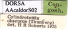 CollectionObject 1594830; ebec30ea-4163-40ff-895c-508dc6dfed6f: labels. (CollectionObject).