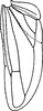 Hind wing: !! display not done !! on Empoasca (Empoasca) fabae (Harris, 1841): Hind wing. (Observation).