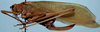 Polygamus punctipennis Carl, 1914: female habitus, lateral view (syntype). (Otu).