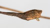 CollectionObject 1557775; 6187484c-f221-4886-b8cf-5572bedf841e: copyright MHNG, Geneva. female: end of abdomen, lateral view (holotype). (CollectionObject).