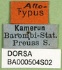 CollectionObject 1502212; a72be246-4757-4c53-a253-7048441d00fd: labels (syntype or allotype). (CollectionObject).