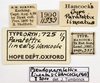 CollectionObject 1577268; OUM 725 1/3, 8f5d6ad1-4778-437e-a4ff-9bc911d7adaa: labels (paralectotype). (CollectionObject).