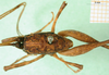 CollectionObject 1500221; 8c2279db-ab8c-46e5-ac86-e29dabe99948: dorsal view (syntype). (CollectionObject).