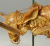 CollectionObject 1516721; 7ff4357a-65a0-4095-85e3-878ced2bc3bc: male pronotum, lateral view (syntype). (CollectionObject).
