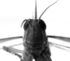 CollectionObject 1530274; 7efb4c1f-d9fa-46c5-9cba-1f147f141efc: Image Carbonell, C.S. female, frontal view (holotype). (CollectionObject).