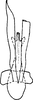 Aedeagus, ventral view on Bhatia olivacea (Melichar, 1903): Aedeagus, ventral view. (Observation).