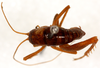 CollectionObject 1499663; 31854244-1f74-4787-bb65-0b6118b94e95: male, dorsal view. (CollectionObject).