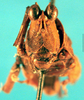 CollectionObject 1567566; 1c0a00a7-4076-4246-a1d6-217c015b7a8c: male, frontal view. (CollectionObject).