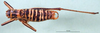 CollectionObject 1502517; cbb18e5e-5612-475d-8798-028035614e22: male, dorsal view (syntype of Isophya poltoratskii). (CollectionObject).