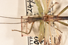 CollectionObject 1558284; 9fc7ed33-3550-471f-8e14-9c3838d7ce4c: copyright OUMNH. male: head & thorax, dorsal view (syntype). (CollectionObject).;CollectionObject 1558285; ad47c116-5c57-4e7d-af86-1e2d66166cd2: copyright OUMNH. male: head & thorax, dorsal view (syntype). (CollectionObject).
