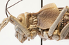 CollectionObject 1541627; 81cf80dd-0d24-48d7-8b85-941afccb8a0e: male pronotum, lateral view (paratype of Deracanthina mistshenkoi). (CollectionObject).