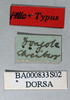 CollectionObject 1501886; 975feac0-296a-45ca-892d-2ffaeaa5ff05: female, labels (allolectotype). (CollectionObject).