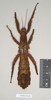 CollectionObject 1558165; NHMUK(SF IMPORT DUPLICATE) 845099, 7de3e0c2-3551-4aae-8995-4b04144fa183: copyright Natural History Museum, London. female (holotype). (CollectionObject).