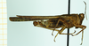CollectionObject 1585169; 5ae49bb1-0c7d-4836-8f04-29276c7ce87d: male, lateral view. (CollectionObject).