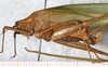 CollectionObject 1532204; NMW 9971, 2a9ef488-dc70-4c77-a916-248b4be88212: female, lateral view (holotype). (CollectionObject).