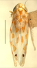 Habitus, dorsal view: Habitus (holotype, INHS collection). (Observation).