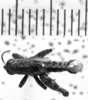 CollectionObject 1543664; 3275b753-10a0-4e4b-a355-88ae20439971: Image Carbonell, C.S. male, dorsal view (lectoallotype). (CollectionObject).
