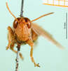 CollectionObject 1501260; 35b25b82-8138-4bf0-beb5-83bc1de53f01, DORSA BT000203S01: male, frontal view (holotype). (CollectionObject).