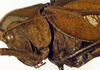 CollectionObject 1500608; 195d9e36-1b3d-4545-bb1f-167f8f4800d0, DORSA BTtroamyHTM: male pronotum, lateral view (holotype). (CollectionObject).