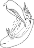 Aedeagus, lateral view on Chudania delecta Distant, 1908: Aedeagus, lateral view. (Observation).
