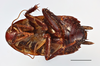 Lamproblatta flavomaculata Princis, 1946: (Otu).