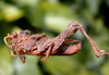 Spathalium audouinii (Blanchard, 1836): male. (Otu).