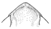 Amphitornus coloradus coloradus (Thomas, 1873): Fig. 25. fastigium, dorsal view. (Otu).
