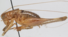 CollectionObject 1527102; 814e9713-87ad-4e5a-bb98-703880735bde: male, lateral view (holotype). (CollectionObject).