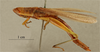 CollectionObject 1477885; 5c1b95e2-2c07-460a-8ae9-20bfeeebf044, NHMUK013806102: female, lateral view (holotype). (CollectionObject).
