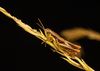 CollectionObject 2008379; 87149e62-d5ce-4acd-b635-507f95206430: (CollectionObject).