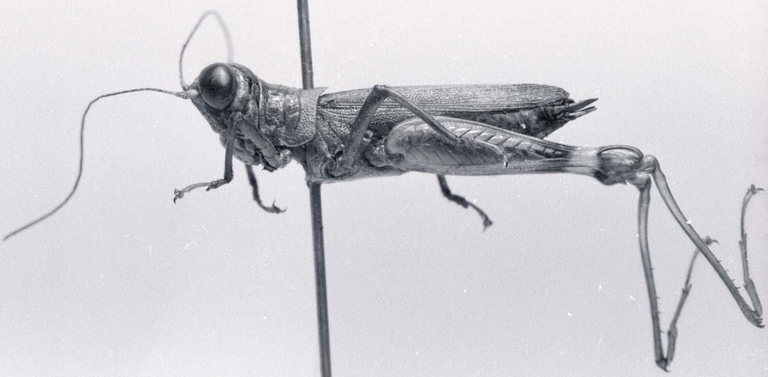 female, lateral view (lectotype). Depicts CollectionObject 1524897; d5b752e8-c398-46cc-be8a-dcc4b98cd5d4, a CollectionObject.