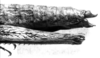 CollectionObject 1567379; 3cfb6bcc-ac91-42fb-9c73-9f0487e4ebe5: Image Carbonell, C.S. female, abdomen end, lateral view (paralectotype). (CollectionObject).