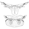 Abdomen, sternal apodemes, ventral view on Cicadula (Henriana) frontalis (Herrich-Schäffer, 1835): Abdomen, sternal apodemes, ventral view (male). (Observation).