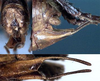 CollectionObject 1531725; 4d532508-6013-4942-9124-b6a5acf5d15c: male subgenital plate and cerci (holotype). (CollectionObject).
