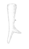 Odontoxiphidium apterum Morse, 1901: male left cercus, dorsal view. (Otu).